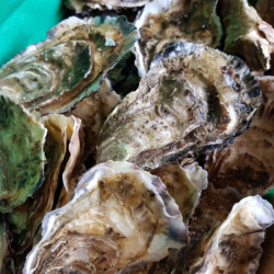 Velouté huîtres Arcachon gros plan – Le Picnic Français