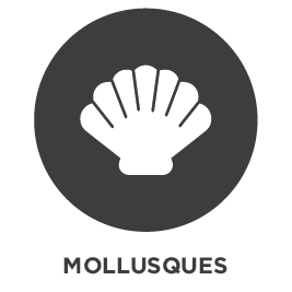 MOLLUSQUES